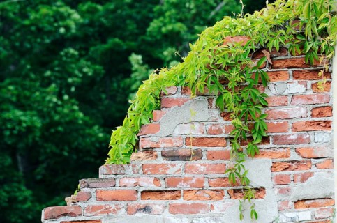 Dilapidated brick wall overgrown with hops on the green background
