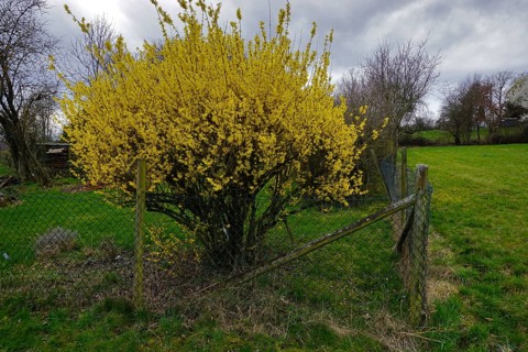 Forsythia, Forsythia, Garden Forsythia, Golden Lilac, Golden Bell