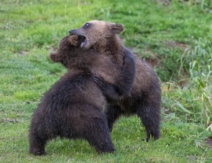 Two brown bear cubs playing in the wild, Kamchatka, Russia, Europe