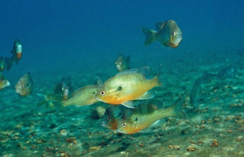 Red-breasted sunfish, Lepomis auritus, USA, Florida, FL, North America