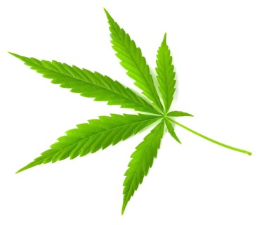 Green fresh hemp leaf, big fresh organic hemp leaf, marijuana, isolated on white background
