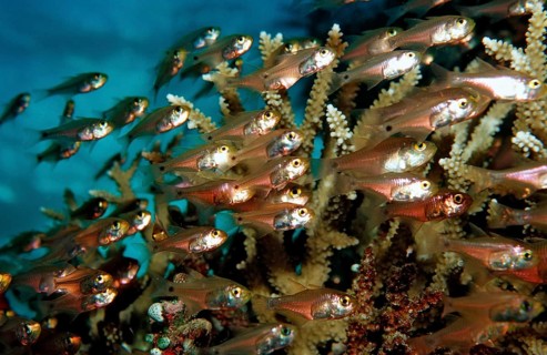Glassfish between corals, Parapriacanthus ransonneti, Maldives, Indian Ocean, Meemu Atoll, Asia