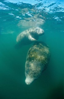 Round-tailed manatee, Trichechus manatus latirostris, USA, Florida, FL, Everglades, North America