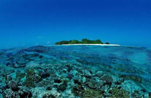 Corals in front of Maldives Island, Maldives, Indian Ocean, Meemu Atoll, Asia