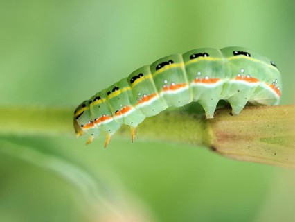 Xylena exsoleta