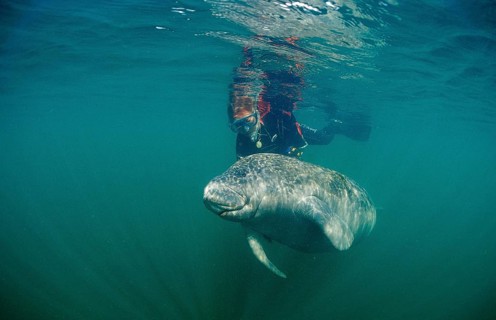 Round-tailed manatee and snorkeller, Trichechus manatus latirostris, USA, Florida, FL, Crystal