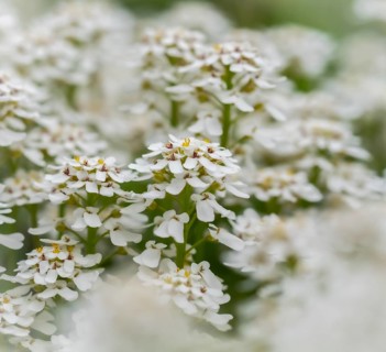 Evergreen candytuft (Iberis sempervirens)