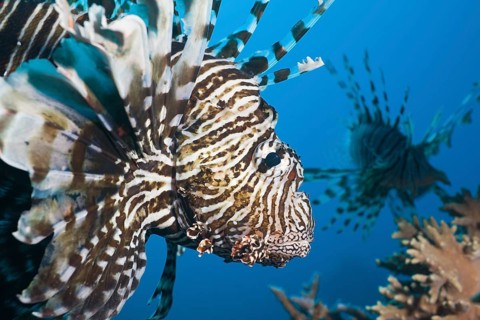 Lionfish, Pterois volitans, Marsa Alam, Red Sea, Egypt, Africa