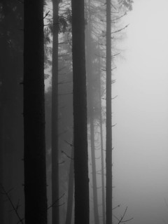 Cloud forest, black and white