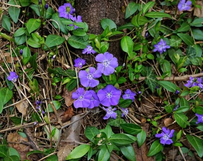 Periwinkle, Vinca, blue periwinkle, periwinkle, bigleaf periwinkle, Bigleaf Periwinkle, Vinca major