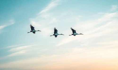 Storks flying across the sky AI generated
