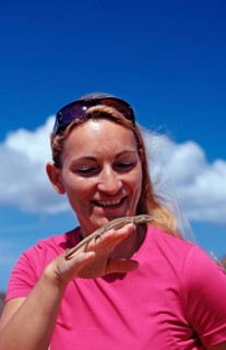 Tourist and rail lizard, Cnemidophorus murinus ruthveni, Netherlands Antilles, Bonaire, Washington