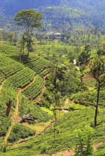 Mountain tea plantation in Sri Lanka