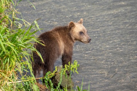 Brown bear cub in the river, Kamchatka, Russia, Europe