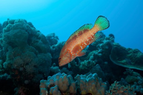 Jewelled grouper, Cephalopholis miniatus, Nuweiba, Sinai, Red Sea, Egypt, Africa