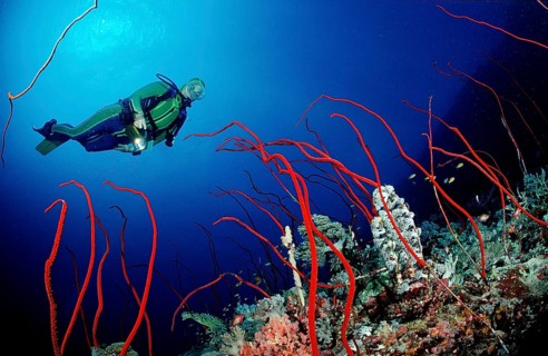 Diver and red whip coral, Juncella sp., Sudan, Africa, Red Sea, Africa