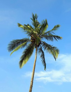 Branches of coconut palm against blue sky