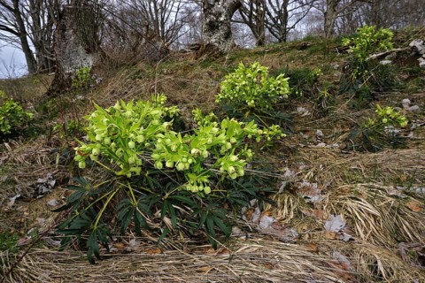 Stinking hellebore, Helleborus foetidus, dungwort, bearsfoot, bear's foot hellebore, on the swabian