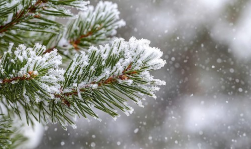 Wintery pine needles, white snow dusting AI generated