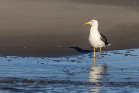 Herring gull (Larus fuscus) on the beach of Juist, East Frisian Islands, Germany, Europe
