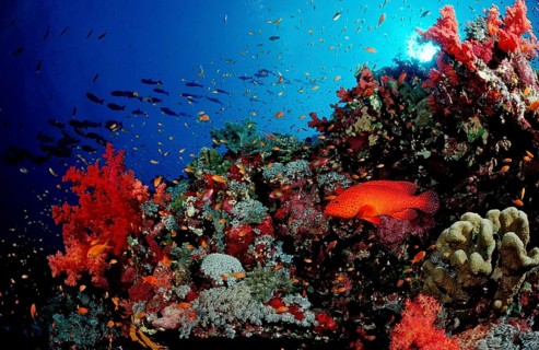 Jewelled perch in a coral reef, Cephalopholis miniata, Sudan, Africa, Red Sea, Africa