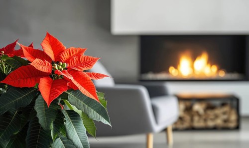 A red poinsettia plant is sitting in front of a fireplace. The fireplace is lit, and the room has a