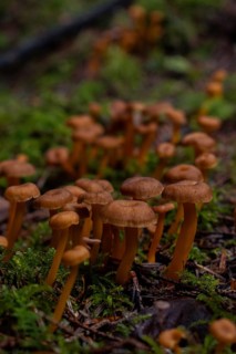Group of small trumpet chanterelles (Craterellus tubaeformis), close-up, growing on a mossy tree