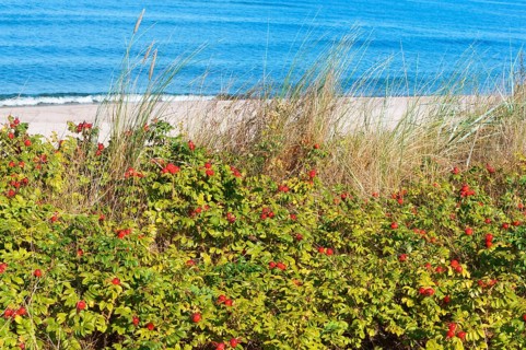 The red berries of a dogrose, medicinal rosehips round