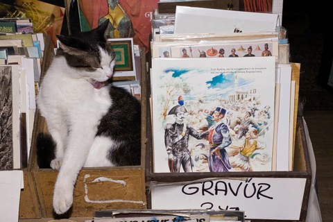 Domestic cat in bazaar, Istanbul, Turkey, Asia