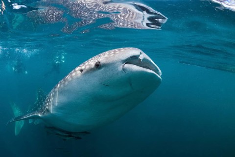 Whale shark, Rhincodon typus, Triton Bay, West Papua, Indonesia, Asia