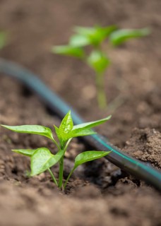 Pepper plants growing inside greenhouse with drip irrigation