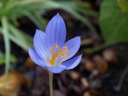 Autumn crocus