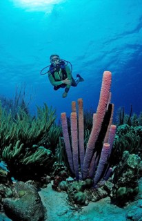Diver and tube sponge, Aplysina archeri, Netherlands Antilles, Bonaire, Caribbean, Caribbean Sea