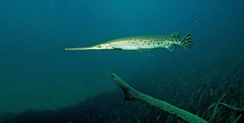Longnose garfish, Lepisoteus osseus, USA, Florida, FL, North America