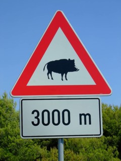 Beware of wild boars