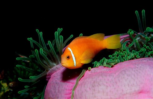 Maldives anemonefish, endemic, Amphiprion nigripes, Maldives, Indian Ocean, Meemu Atoll, Asia