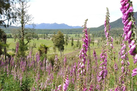 Flowering Foxgloves (Digitalis purpurea), West Coast, South Island, New Zealand, Oceania