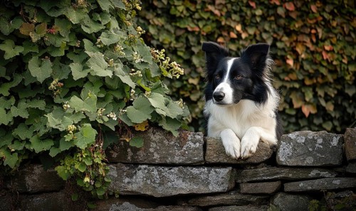 Collie sitting beside a stone wall in the countryside AI generated