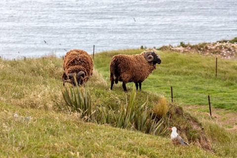 Goats (Capra), Otago Peninsula, New Zealand, Oceania