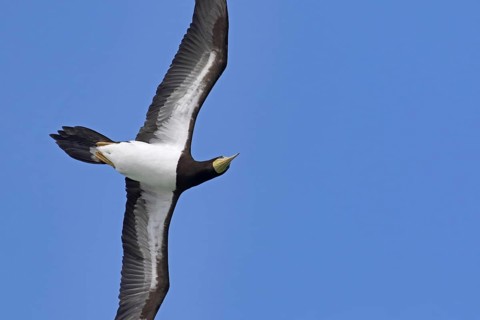 Brown booby (Sula leucogaster) in flight soaring against blue sky