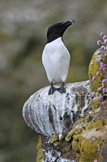Razorbill (Alca torda) resting in cliff face at the Fowlsheugh RSPB reserve, Scotland, UK