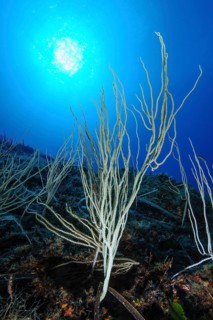 Backlight image of white gorgonian (Eunicella singularis) horn coral, Mediterranean Sea