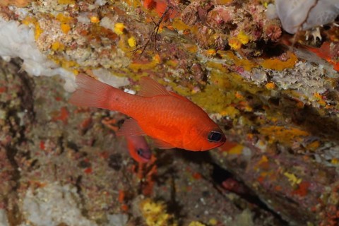 Cardinalfish (Apogon imberbis) in the Mediterranean Sea near Hyères. Dive site Giens Peninsula,