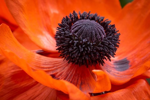 Turkish poppy (Papaver orientale), flower with stamens and pistil, Baden-Württemberg, Germany,