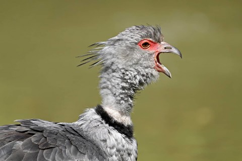 Collared Weirbird (Chauna torquata), also called Chauna, captive, occurring in tropical and