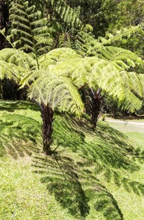 Giant fern leaves with shadows in the jungle. Malaysia