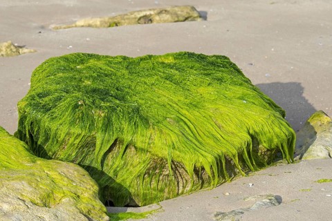 Lumps of Enteromorpha spec., Ulva spec., green alga species of gutweed (Ulvaceae) growing on rock