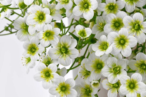 White blooming flowers of 'Saxifraga x Arendsii White Pixie' plant