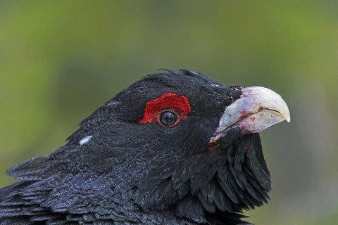 Western capercaillie (Tetrao urogallus) close up portrait of male, cock showing red skin, wattle