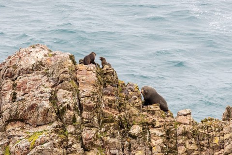 Pinnipeds (Pinnipedia), Nugget Point, Otago, New Zealand, Oceania